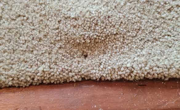 carpet repair brisbane