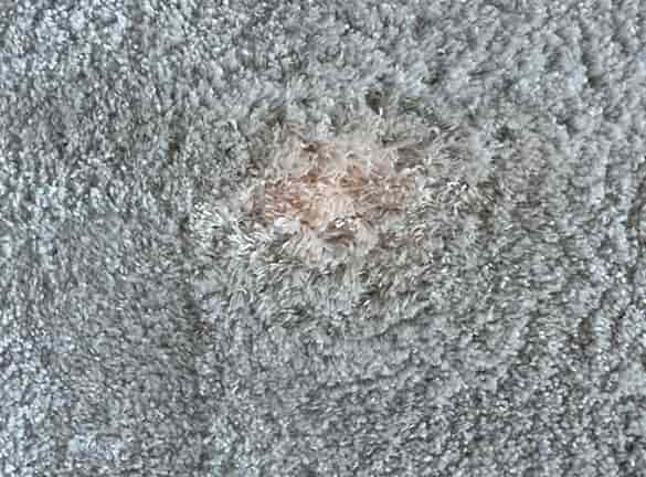 Carpet Spot Damage Repair