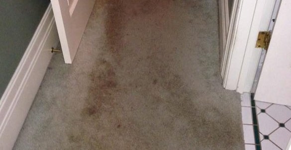 water damaged carpet and restoration service Adelaide