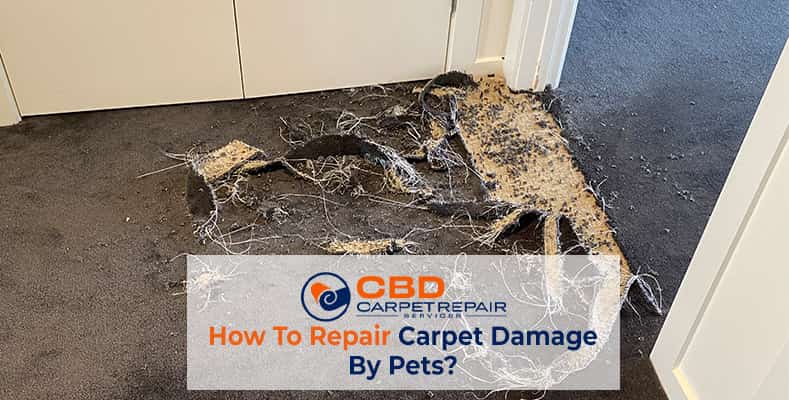 Repair Carpet Damage By Pets