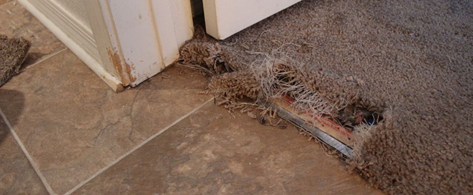 Damage Carpet Repair