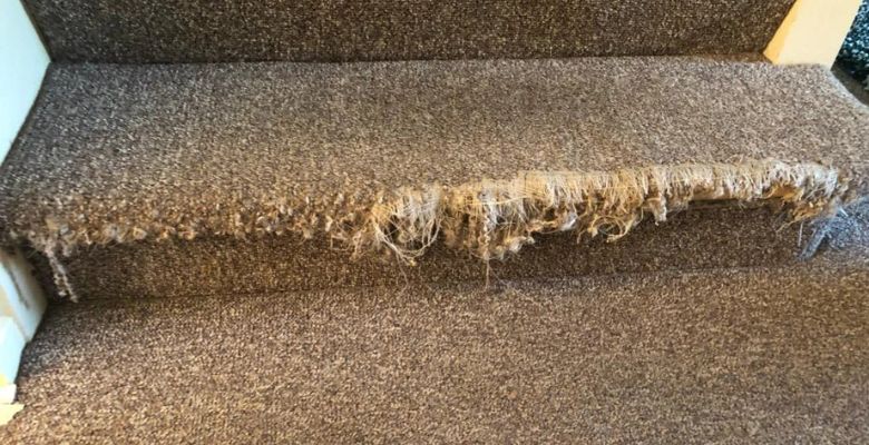 Professional Carpet Repair
